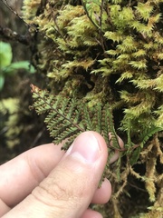 Adenophorus tamariscinus