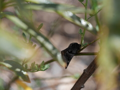 Euclidia ardita