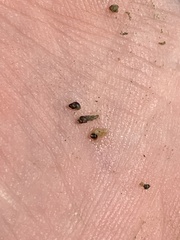Pyrgulopsis