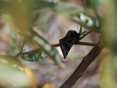 Euclidia ardita