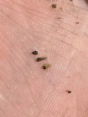 Pyrgulopsis