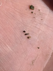 Pyrgulopsis