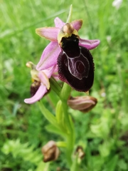 Ophrys exaltata arachnitiformis