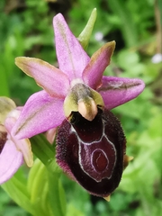 Ophrys exaltata arachnitiformis