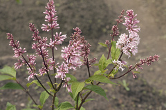 Syringa × prestoniae