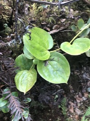 Smilax melastomifolia