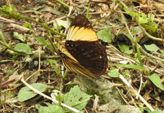 Adelpha melanthe