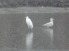 Ardea alba