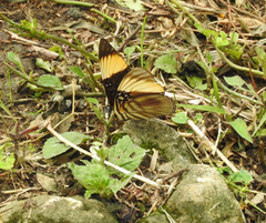 Adelpha melanthe