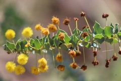 Acacia sertiformis