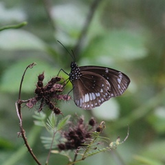 Euploea lewinii