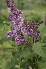 Syringa × prestoniae