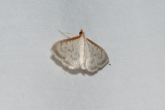 Hodebertia testalis