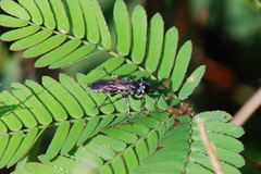 Liris subtessellatus