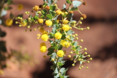 Acacia sertiformis