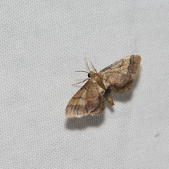 Idaea trypheropa