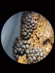 Symphytocarpus