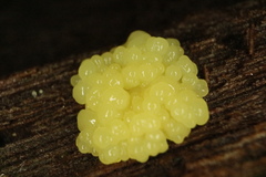 Symphytocarpus