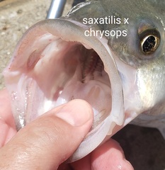 Morone chrysops × saxatilis