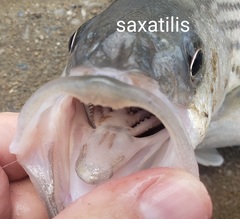 Morone chrysops × saxatilis