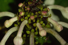 Phyllostegia grandiflora