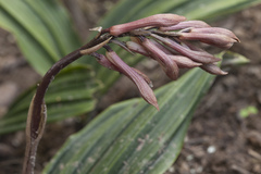 Cremastra appendiculata variabilis