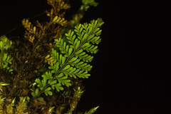 Adenophorus tamariscinus