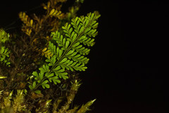 Adenophorus tamariscinus