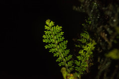 Adenophorus tamariscinus