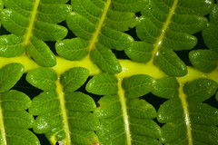 Cibotium glaucum
