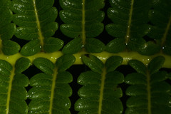 Cibotium glaucum