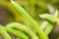 Lycopodium venustulum