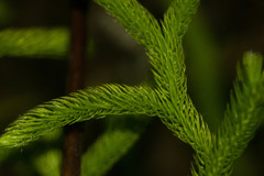 Lycopodium venustulum