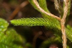 Lycopodium venustulum