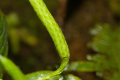 Lycopodium venustulum