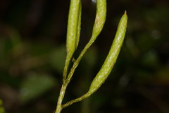 Lycopodium venustulum