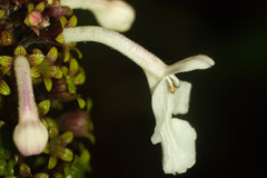 Phyllostegia grandiflora