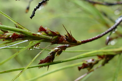 Dracophyllum longifolium