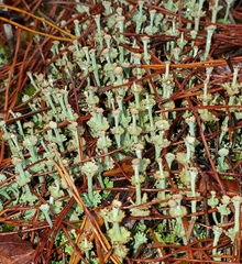 Cladonia rappii