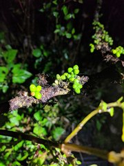 Melicope clusiifolia