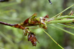 Dracophyllum longifolium