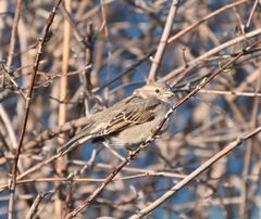 Passer domesticus