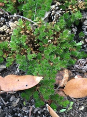 Selaginella hansenii