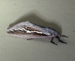 Abantiades labyrinthicus