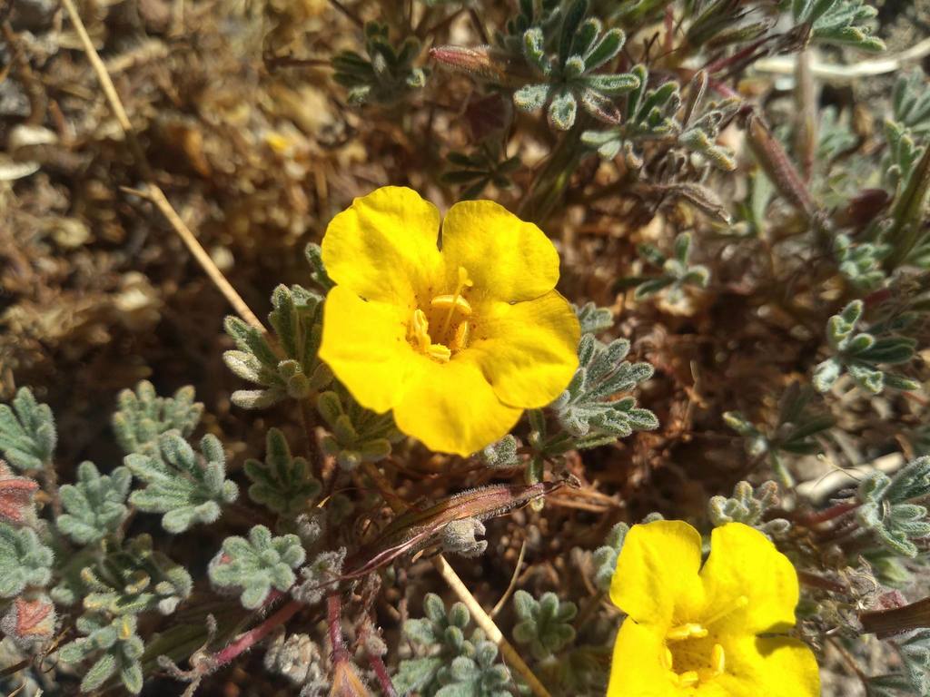 Argylia geranioides