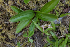 Scoliopus hallii