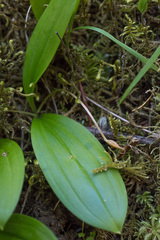 Scoliopus hallii