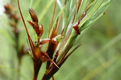 Dracophyllum longifolium