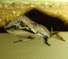 Abantiades labyrinthicus