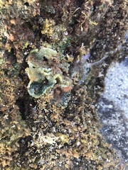 Dictyosphaeria cavernosa